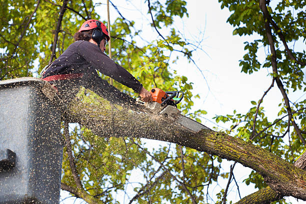 West Branch, MI Tree Service Company